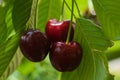 Tree ripes cherries between leaves