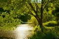 Tree on river bank at sunset. Royalty Free Stock Photo