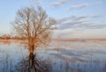 Tree in the river near Rostov