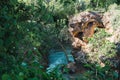 Tree in the river