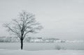Tree at riverside at winter