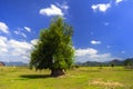 Tree Beside Road. Royalty Free Stock Photo