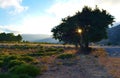 Tree by the road in Omalos, Crete, Greece