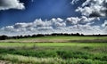 Tree road skies grass green