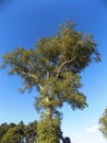 Tree on road to New Etal, Northumberland, England.