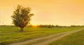 A tree by the road. Royalty Free Stock Photo