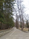 Tree road walkway forest Royalty Free Stock Photo