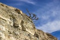 A tree grows on the edge of a rocky cliff Royalty Free Stock Photo