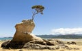 Tree on the rock Royalty Free Stock Photo