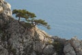 Tree on a rock Royalty Free Stock Photo