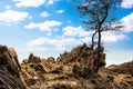 Tree with rock and blue sky at Banana beach in Phuket Royalty Free Stock Photo