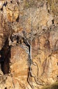 Tree on rock Royalty Free Stock Photo