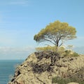 Tree on a rock in front of the sea Royalty Free Stock Photo