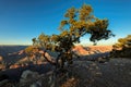 Tree on the rock in the Grand Canyon on a sunset Royalty Free Stock Photo
