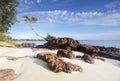 Tree on a Rock, Jervis Bay