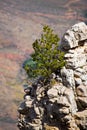 Tree on the rock ledge of the Grand Canyon