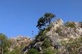 Tree on rock mountain cliff and blue sky Royalty Free Stock Photo