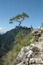 Tree on the rock Royalty Free Stock Photo