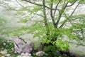 Tree with rocks