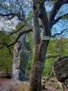 Tree and rocks in the forest, Kamenna Brana, Slovakia