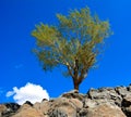 Tree on the Rocks