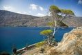 Tree on the rocks by the sea