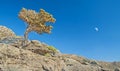 Tree on rocks on sunny day with moon in sky Royalty Free Stock Photo