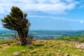 Tree and rocks on top of Cheddar Gorge view towards Cheddar Reservoir uk Royalty Free Stock Photo