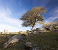 Tree on a rocky hill. Bingie. Nsw. Australia.