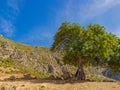 Tree on rocky hill Royalty Free Stock Photo