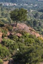 Tree on a rocky hill, MontRoig del Camp, Tarragona, Catalonia, S Royalty Free Stock Photo