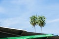 Tree on the roof home Royalty Free Stock Photo