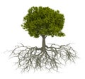 Tree and root Royalty Free Stock Photo