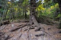 Tree root Royalty Free Stock Photo