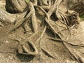 Tree root Royalty Free Stock Photo