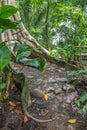 Tree root base spreads far, Parque Nacional Carara, Costa Rica