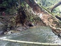 Tree root bridge at Shillong Meghalaya