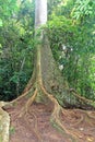 tree root buttress and tropical forest floor Royalty Free Stock Photo