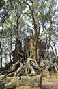 Tree root Castle