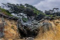 Amazing Tree of Life clings to life at Kalaloch Washington