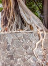 Tree root cover stone wall background. Postcard, poster. Ideal for use in the design or wallpaper. Stories vertical Royalty Free Stock Photo