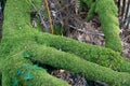 Tree Root Covered in Moss Forming a Monster Hand in Forest Royalty Free Stock Photo