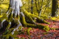 A tree root is covered in moss and surrounded by fallen leaves Royalty Free Stock Photo