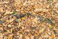 Tree root covered by a multitude of fallen leaves and foliage