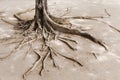 Tree root on dried land Royalty Free Stock Photo