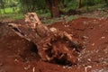 Tree root dug out of the ground