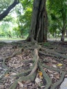 The tree root in the garden. Royalty Free Stock Photo