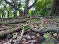 The tree root in the garden. Width view. Royalty Free Stock Photo