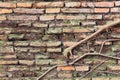 Tree root growth on the brick wall