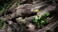 Tree root. Large ornate tree root. Spring flowers in rays of light between huge roots